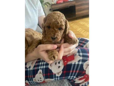 Dişi toy poodle ankara