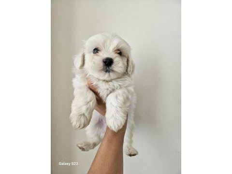 Maltese yavrular