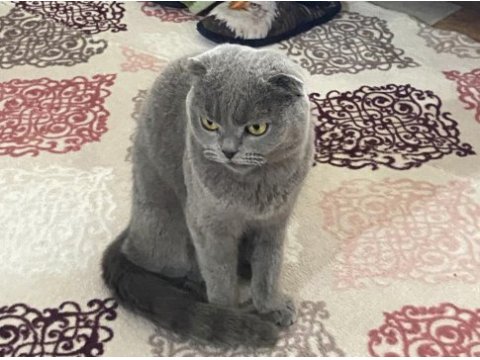Scottish fold dişi