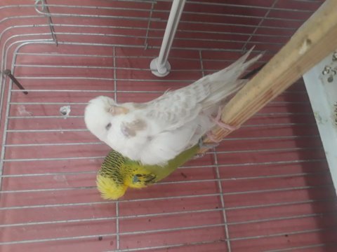 5 takım şov 7 takım jumbo muhabbet kuşu