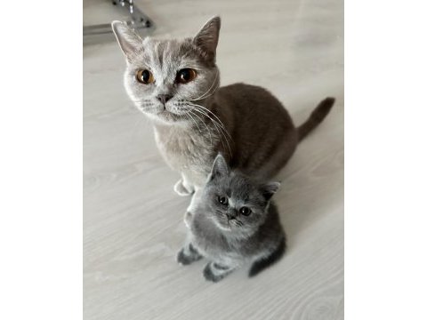 British shorthair kedimiz sahiplendirilecektir