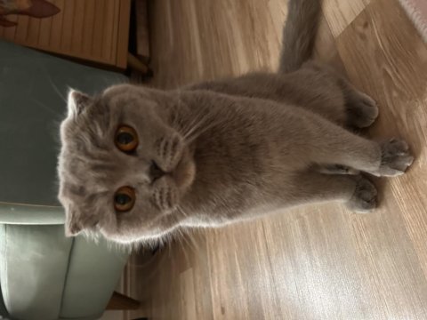 Mama karşılığında ücretsiz scottish fold sahiplendirme
