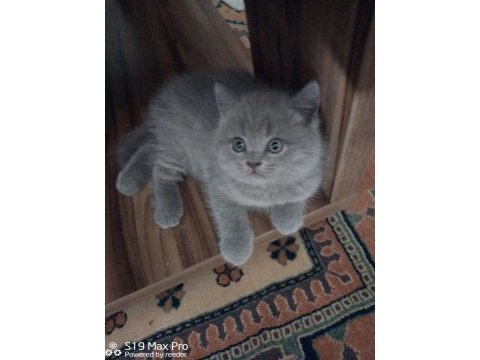 40 günlük orjinal gri british shorthair