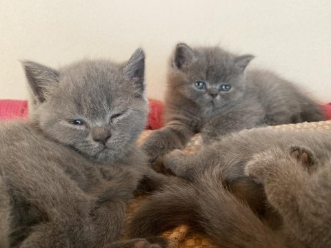 Gayet sağlıklı oyuncu british shorthair yavrularımız