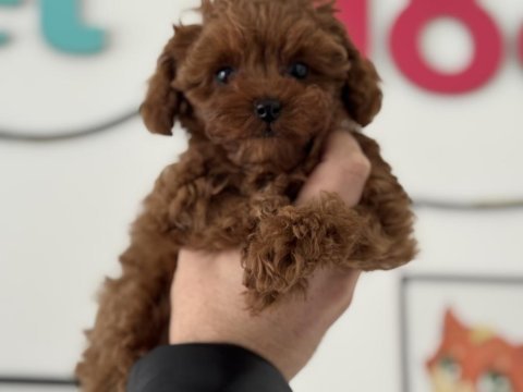 Wc eğitimli aşılı pasaportlu toy poodle yavrular