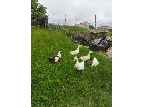 Pekin ördeği