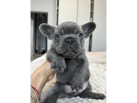 French bulldog yavrularımız