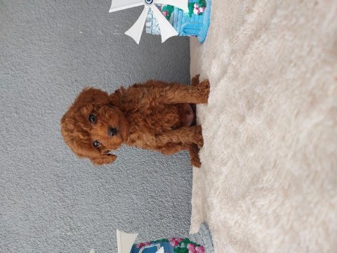 Toy poodle yavrularımız