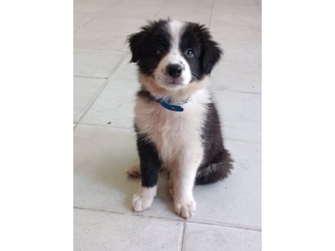 Border collie yavrular black and white