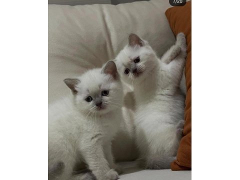 2 aylık blue point british bebek
