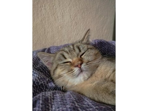 Siyah beyaz kırçıllı british shorthair