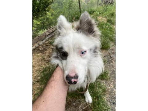 Border collie red merle