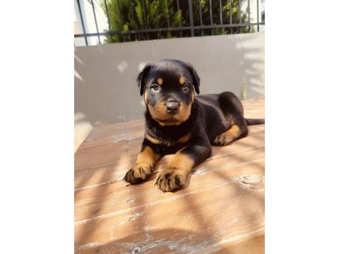 Koca kafalı rottweiler yavruları