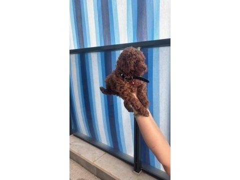 55 günlük toy poodle