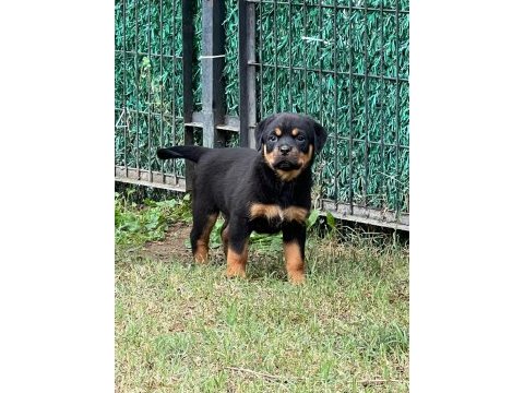 A şecere rottweiler bebekler