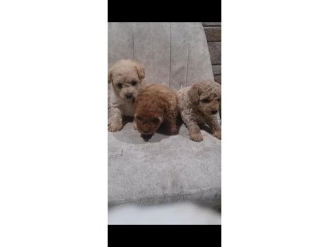 A kalite maltipoo bebekler