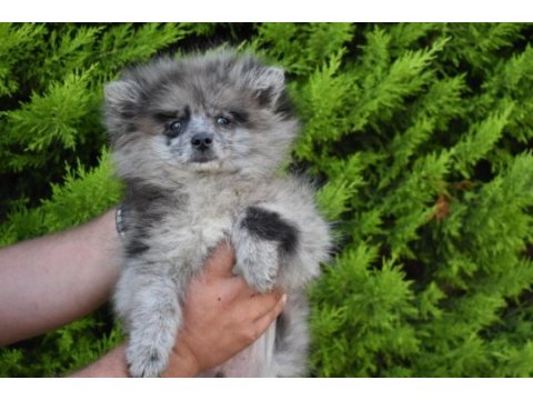 Blue merle pomeranian erkek yavrumuz