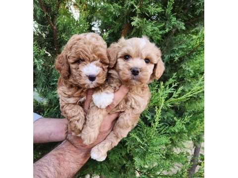 Asılı pasaportlu mıkroçıplı maltipoo  yavrularımız 