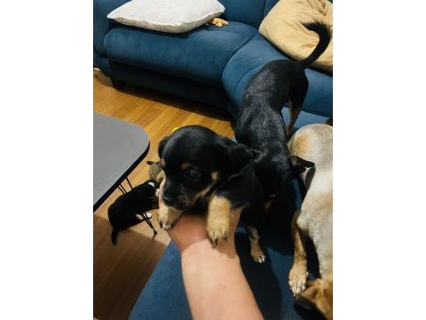Minyatür pinscher