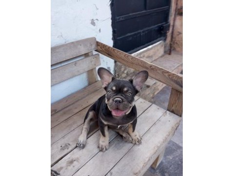 Coco tan egzotik french bulldog erkek yavru