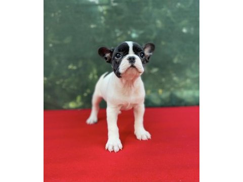 French bulldog yavrularımız yeni ailesini bekliyor