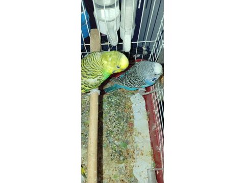 Şahane uygun fiyatlı damızlık çift muhabbet kuşları
