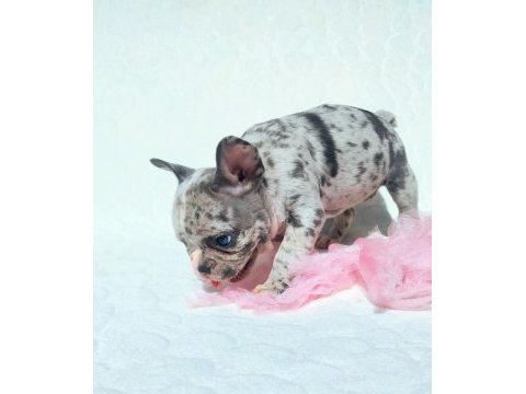 Blue merle ve silver blue fawn french bulldog bebekler