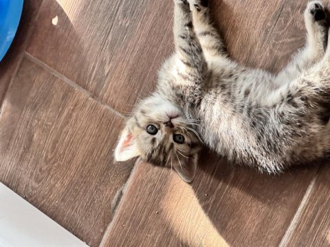 Anne baba british 6 adet yavrumuzu sahiplendirecegiz