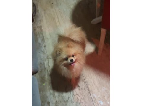 Uygun yetişkin erkek pomeranian boo