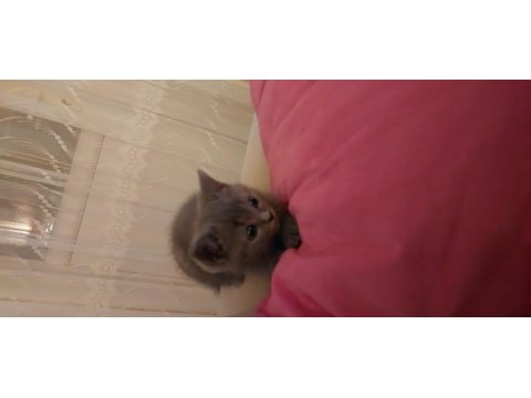 British shorthair sahiplendirme