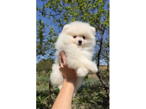 Kusursuz karbeyaz dişi pomeranian boo