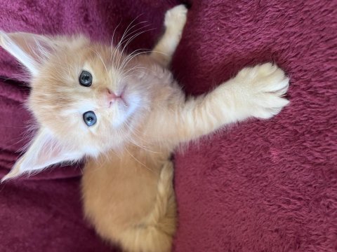 Maine coon deyince tabiki big claw