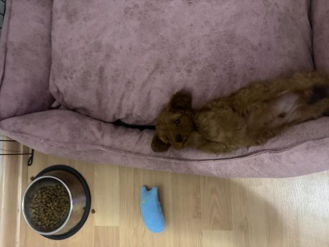 2,5 aylık red brown toy poodle