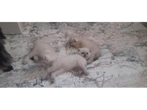 Son 2 yavru scottish fold erkek