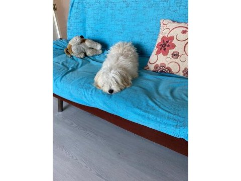 Acil ömürlük yuva ücretsiz sahiplendirme köpeğimiz