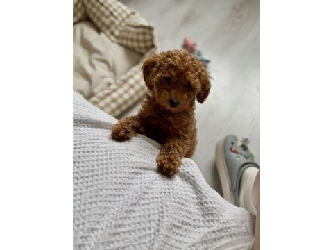 Neşe kaynağı toy poodle 