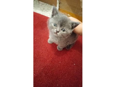 Acil sahiplendirilecek 2 aylık eğitimli kedimiz