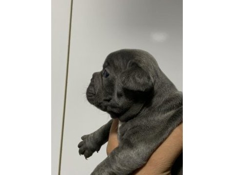 Blue french bulldog bebekler