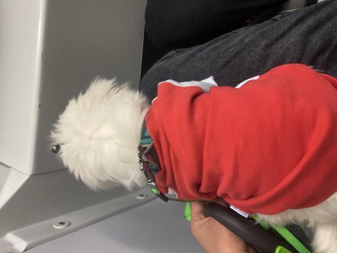 Şitsu köpeği