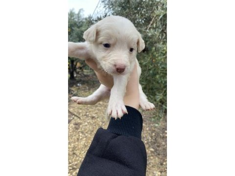 6 yavru köpeğimiz