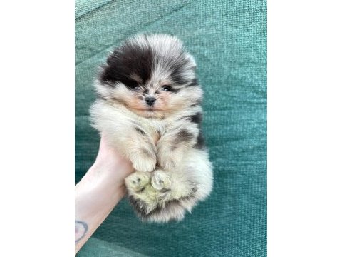 Pomeranian merle mavi gözlü bebeğimiz