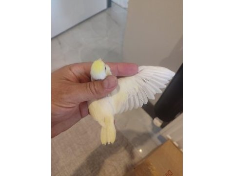 Forpus papağanı yavrularımız için ulaşın