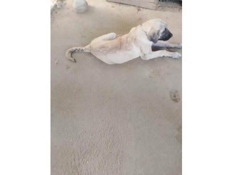 Kangal köpeğimiz izmir menemen
