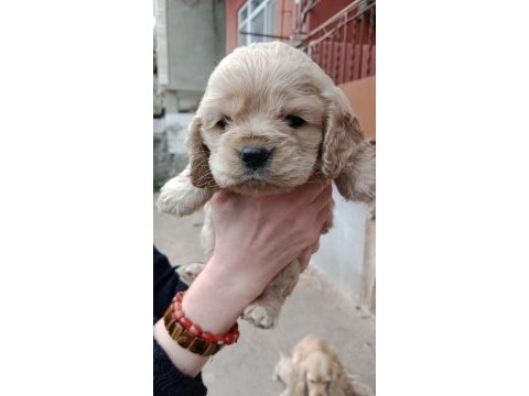 Safkan amerikan cocker yavrularım son 1 erkek 1 dişi