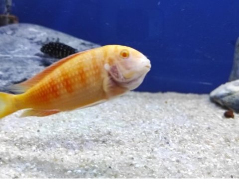 Tropheus albino chipmpi kolonisi