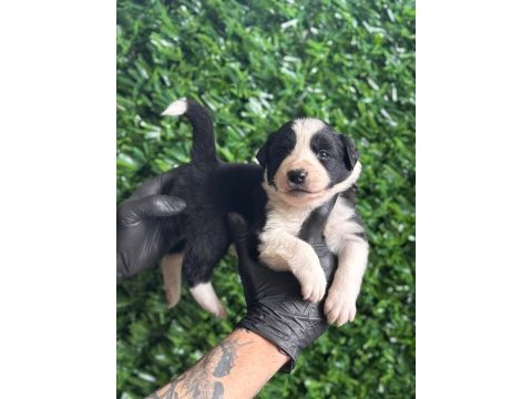 Burkemden a kan border collie yavruları