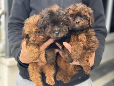 Ankara’nın en elit tea cup maltipoo yavruları