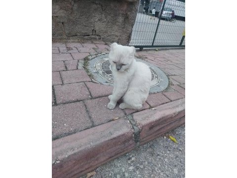 Çok akıllı uysal beyaz kedimiz