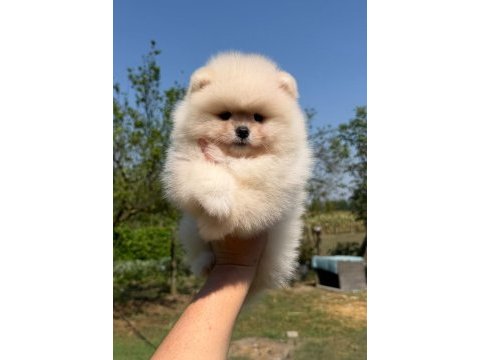 Pomeranian boo yavrumuz yeni yuvasını arıyor