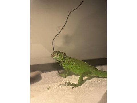 Yeşil iguana